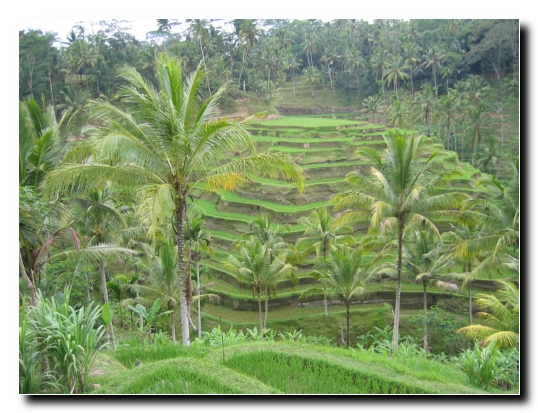 22 Noch mehr Reisterassen